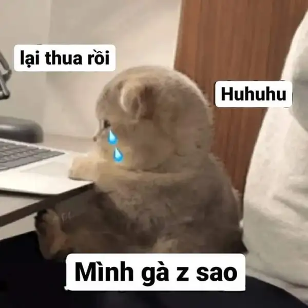 meme mèo khóc cute giân dỗi