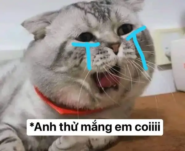 meme mèo khóc thét ấm ức 4