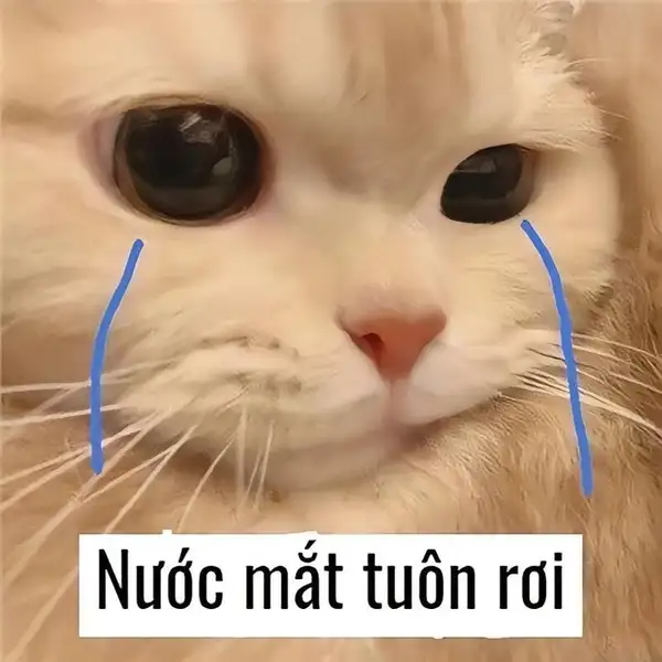 meme mèo khóc buồn 4