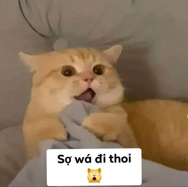 meme con mèo sợ quá