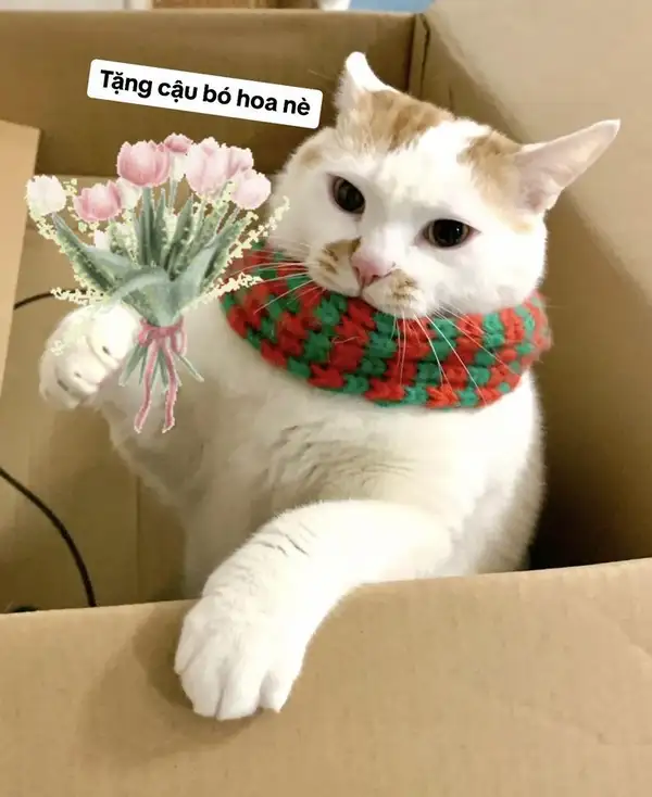 mèo meme tặng hoa đẹp