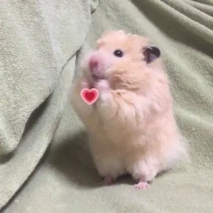 Tải ngay 199+ Ảnh meme thả tim cute, đáng yêu đến ấm lòng