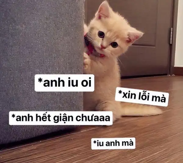 ảnh meme mèo xin lỗi làm nũng 3