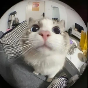 Lưu ngay 189+ ảnh mèo vô tri meme siêu hài hước, đáng yêu