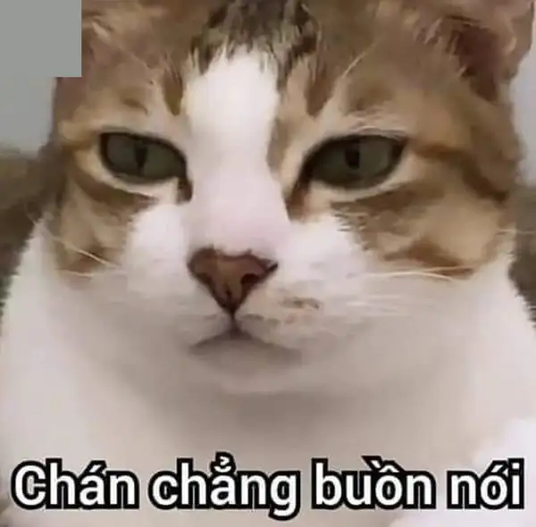 meme mặt bất lực chẳng buồn nói