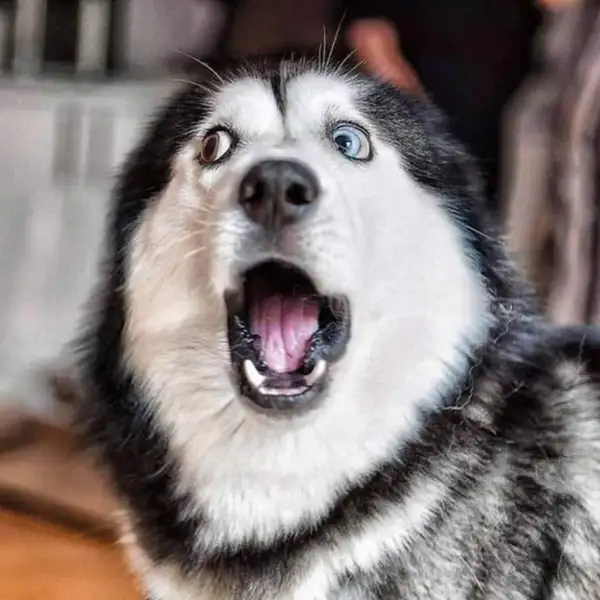 ảnh meme bất ngờ Husky