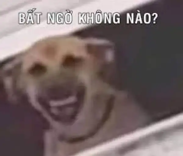 meme bất ngờ không nào