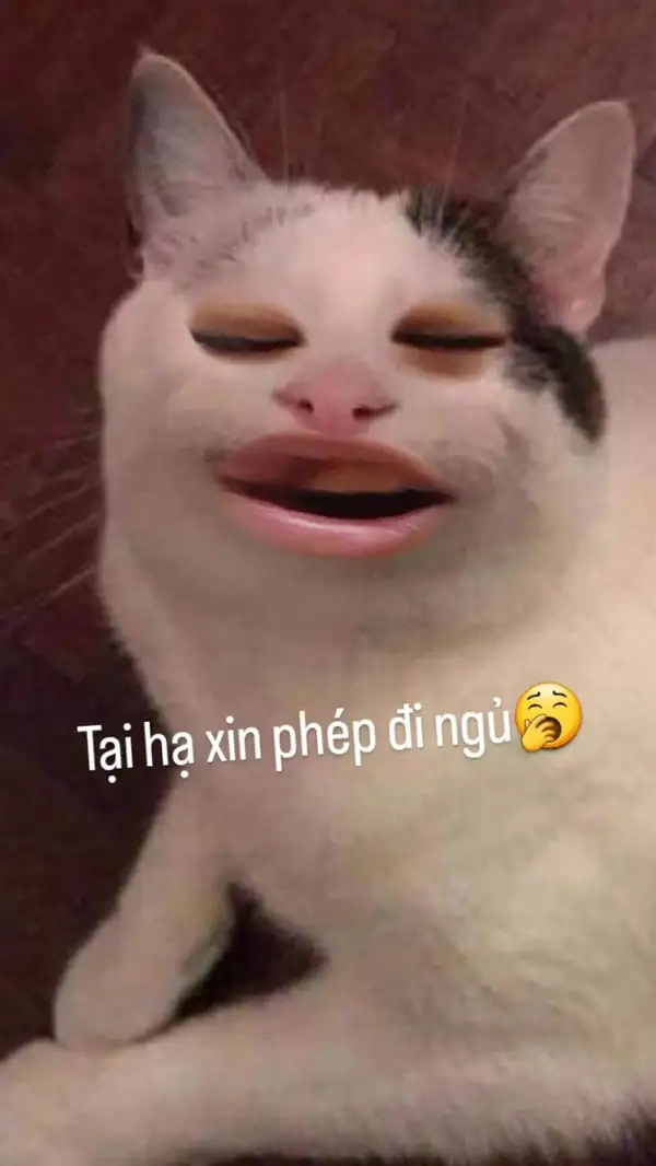 ảnh meme buồn ngủ xin phép ngủ