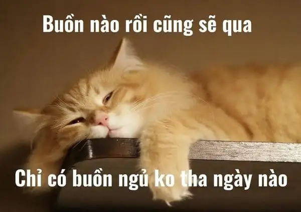 ảnh meme buồn ngủ không tha ngày nào