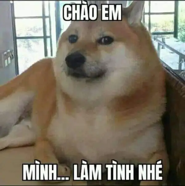 ảnh meme xin chào chó