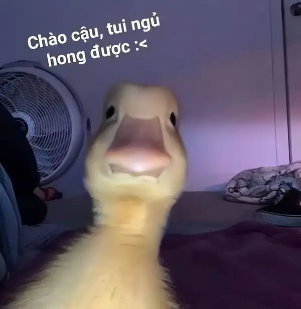 ảnh meme xin chào vịt