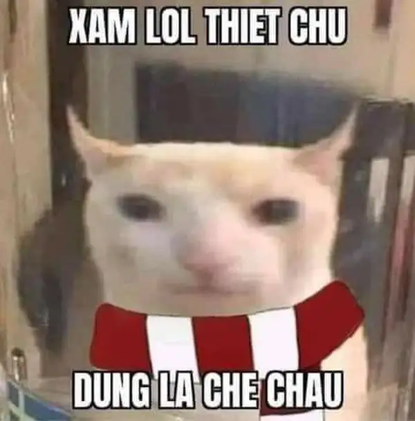 ảnh meme chửi nhau mèo