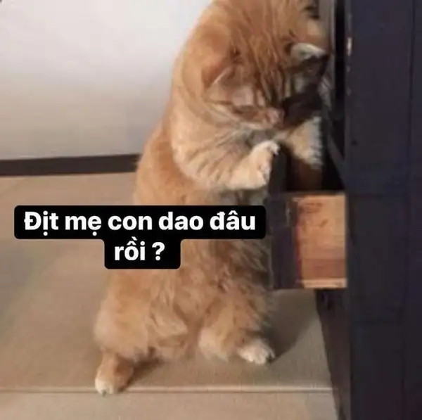 ảnh meme chửi bậy con mèo