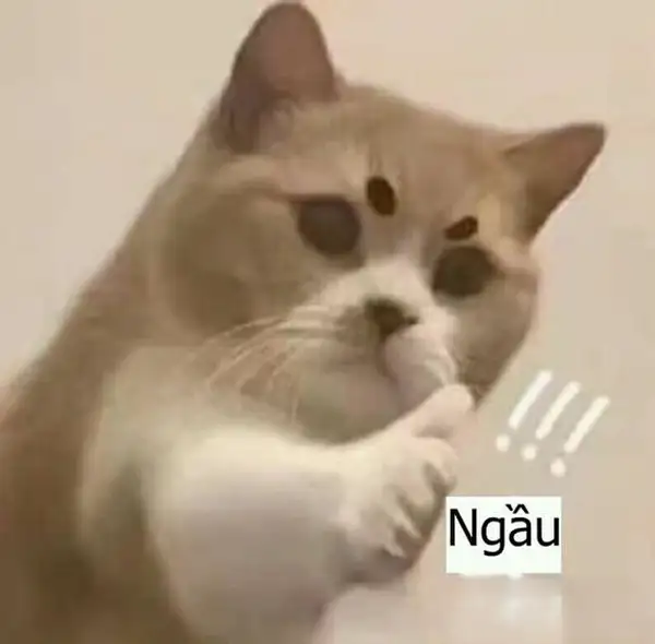 ảnh meme mèo ngầu hài