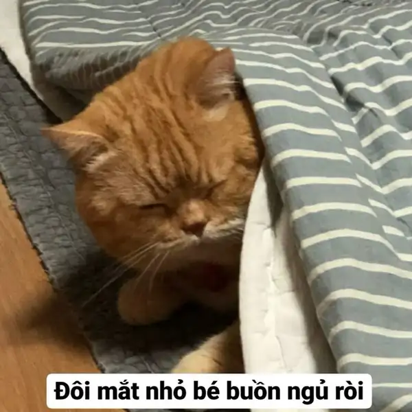 buồn ngủ meme với đôi mắt nhỏ bé