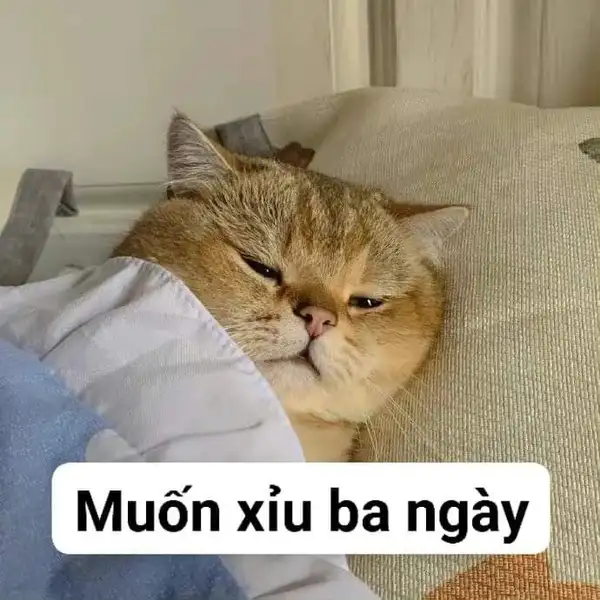 buồn ngủ meme xỉu