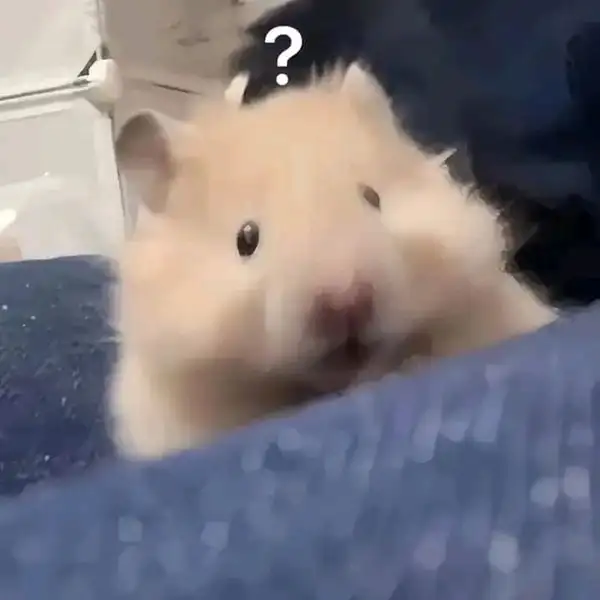 chuột hamster meme không hiểu