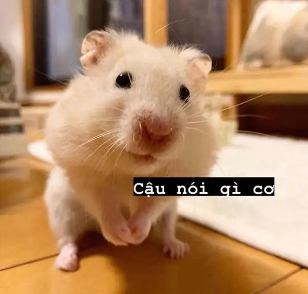 chuột hamster meme tò mò: Cậu nói gì cơ?