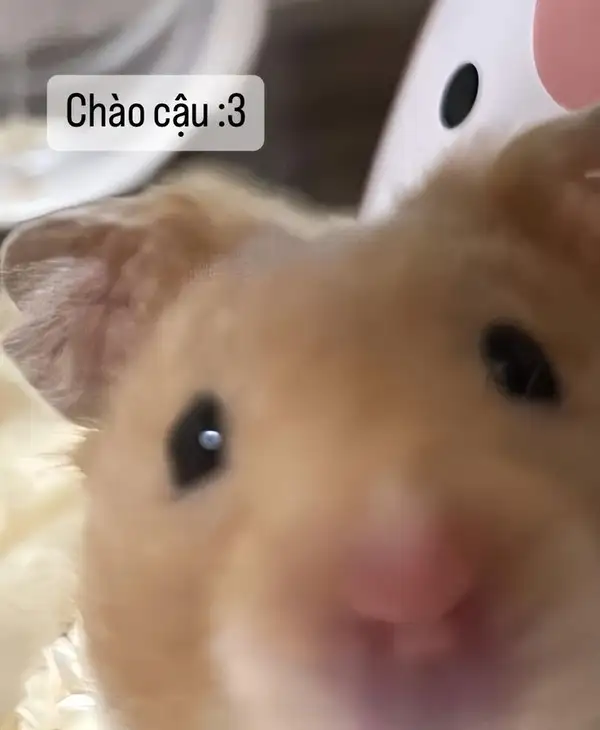 chuột hamster meme chào cậu