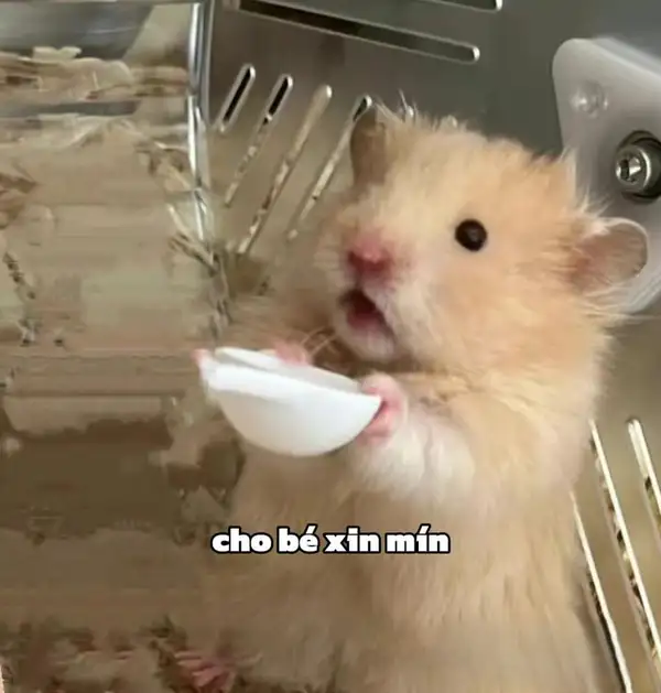 chuột hamster meme xin ăn