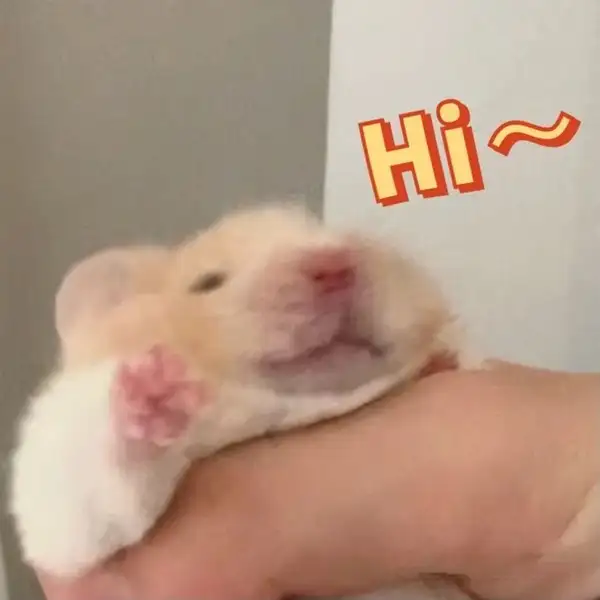 hài hước meme chuột hamster hi