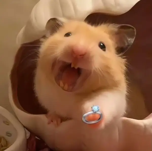 hài hước meme chuột hamster cầu hôn