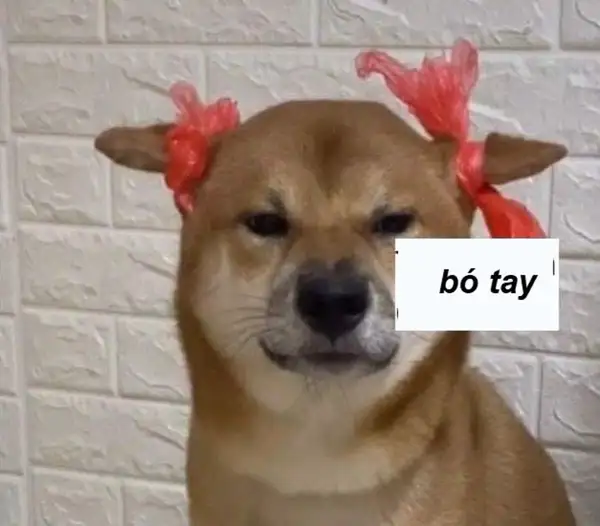 bất lực meme bó tay