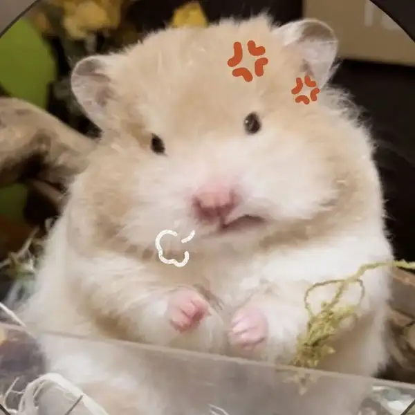 meme ảnh chuột hamster hài hước tức giận