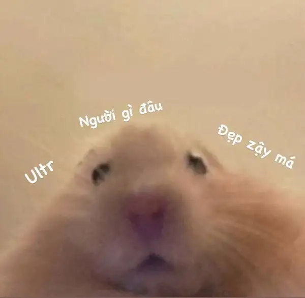 meme ảnh chuột hamster hài hước mê trai