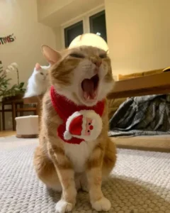 148+ ảnh Meme buồn ngủ hài hước, cứ sơ hở là ngáp ngủ