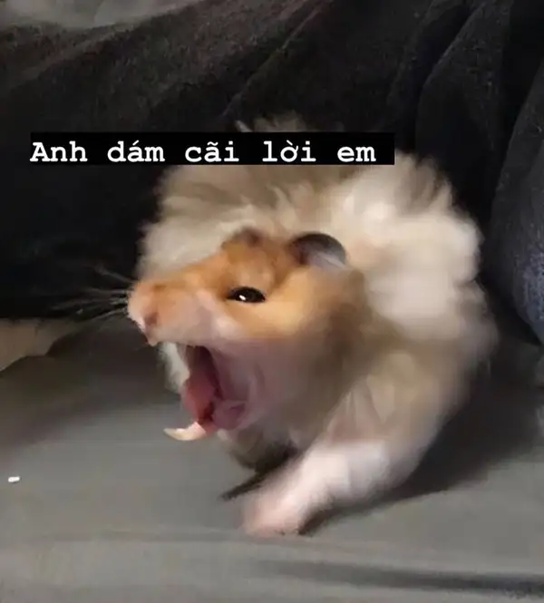 meme chuột hamster nắng người yêu