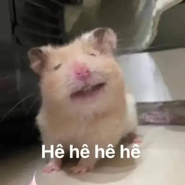 meme chuột hamster cười