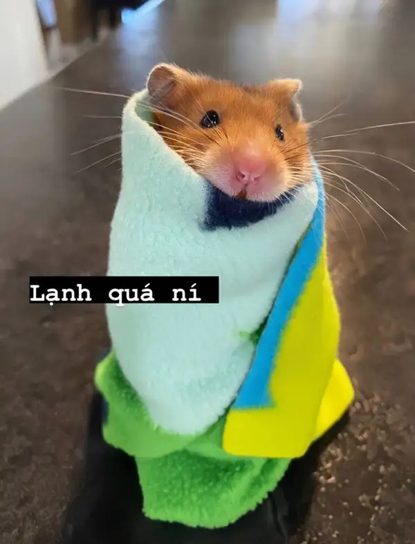 meme chuột hamster lạnh