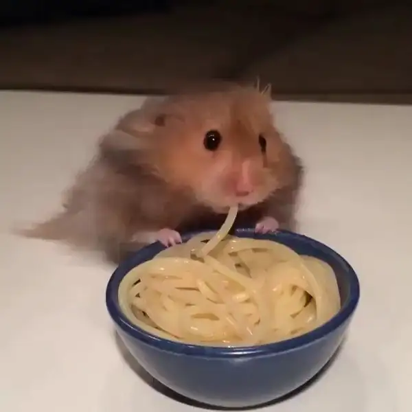 meme chuột hamster ăn 