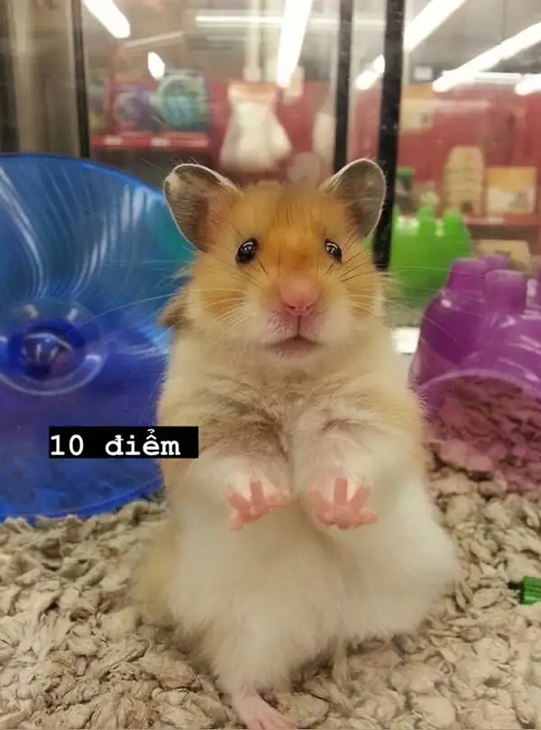 meme chuột hamster 10 điểm