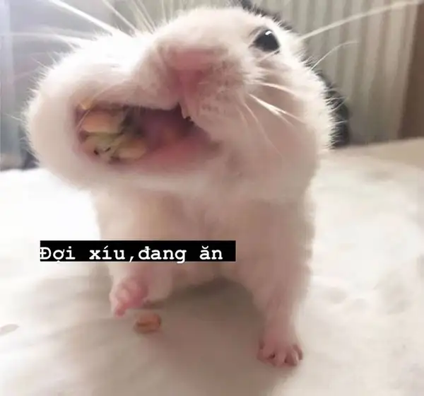 meme chuột hamster hài đang ăn