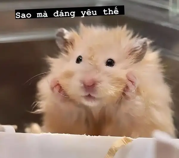 meme chuột hamster hài đáng yêu