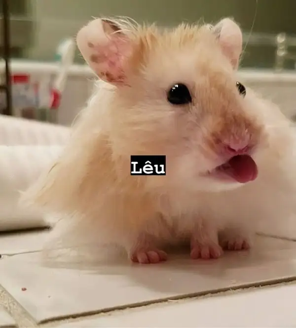 meme chuột hamster hài lêu lêu