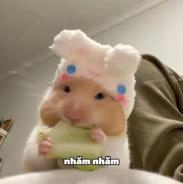 meme chuột hamster hài mải ăn