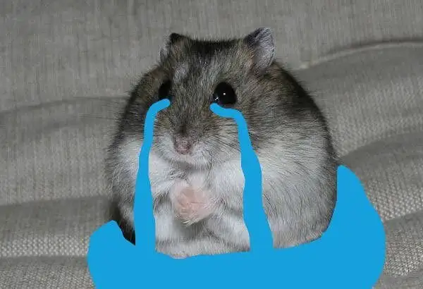 meme chuột hamster khóc thành dòng sông