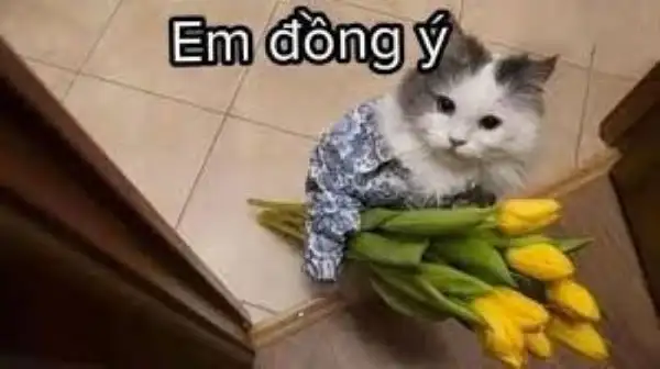 em đồng ý meme mèo