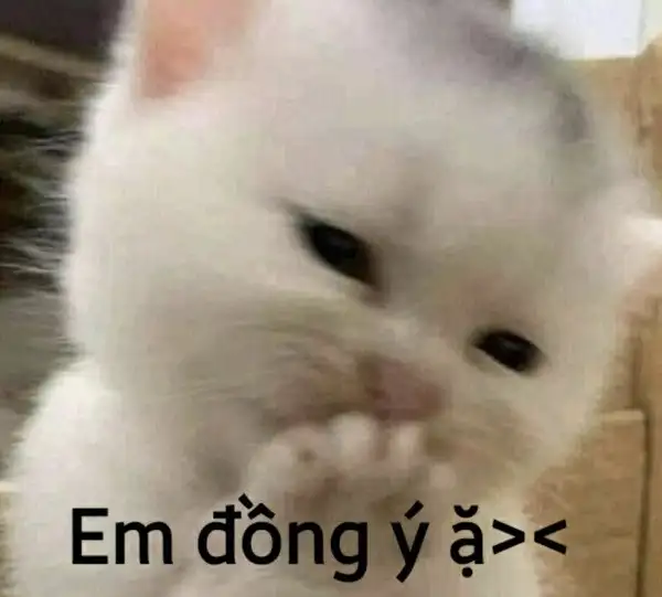 em đồng ý meme xinh xắn