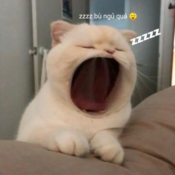 meme ngáp ngủ zzz