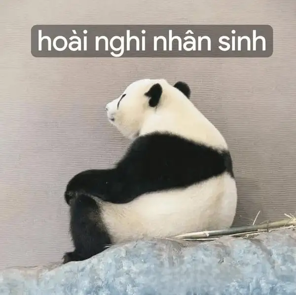 meme nghi ngờ gấu trúc hài