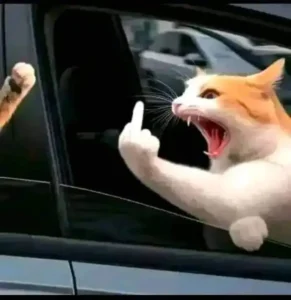 168+ Ảnh meme ngón giữa ngầu dành cho những đứa bạn ghét