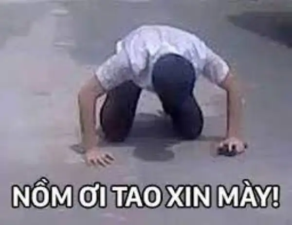 meme quỳ gối xin mày đấy