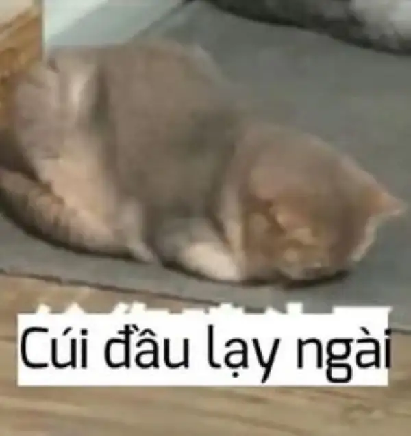 meme quỳ xin lỗi lạy ngài