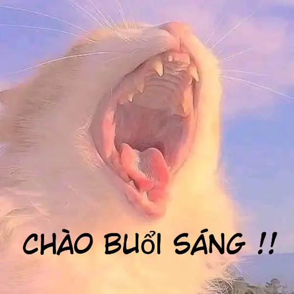 meme xin chào buổi sáng