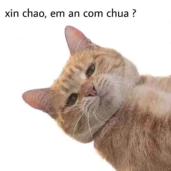 meme xin chào vô tri 4