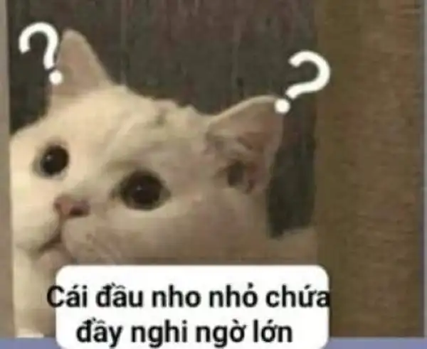 meme mèo nghi ngờ ngơ ngác